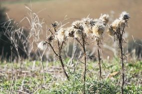 Closeup picture of dried Thistle plants