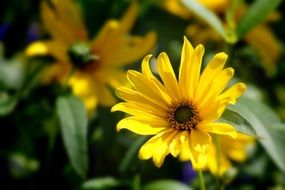 summer yellow flowers in the garden