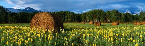 Hay on a field