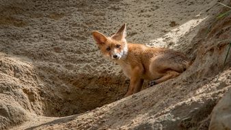 red fox in habitat