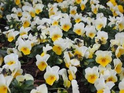 sea of white and yellow pansy flowers