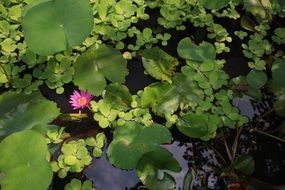 pink lotus among green leaves on water