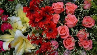 Flowers Nature Pretty