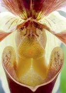 macro photo of a spotty blooming orchid