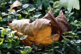 Fall Foliage Autumn dead Leaves