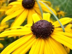 yellow flower blossom harbinger of spring