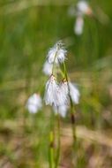absolutely gorgeous Fleabane Moor Wetland