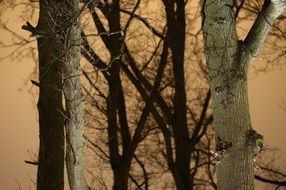 Tree Trunks Branches