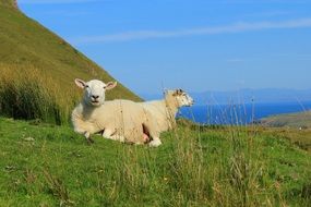 two sheep in a mountain meadow in Scotland