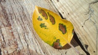 yellow spotted autumn leaf on a wooden surface