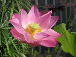 pink water lily flower near green grass