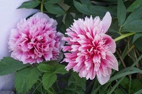Peons in a garden