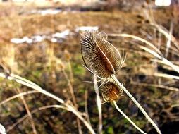 closeup photo of prickly plant on the prairie