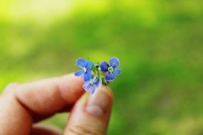 Macro photo of Forget Me Not Flower