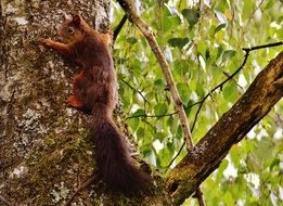 cute brown squirrel on the tree trunk