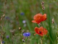red poppies and blue cornflowers on the meadow