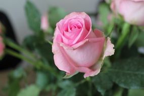 fresh pink rose bud close up