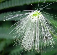 Macro photo of white plants