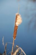 incredibly delicious Reed Dry Plant
