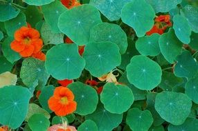 Nasturtium, red-orange flowers of climbing plant
