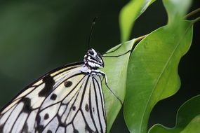 spotted black and white butterfly on green leaves