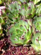 Hens And Chicks plants