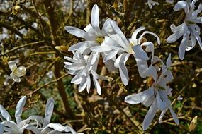 incomparable White Flowers