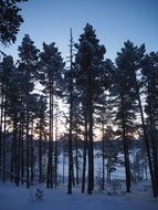 tall spruce Trees at Snowy winter evening, sweden, Kiruna