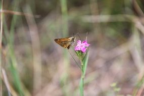 wild butterfly on the forest flower close-up on blurred background