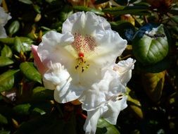 white rhododendron flower