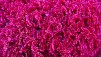bright pink flower close-up