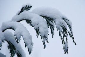 cypress branch covered with Snow at grey sky