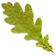 Green oak leaf clipart