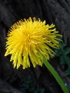 yellow dandelion on a thin green stalk