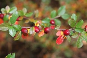 Wild Berries on a branch