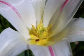early inflorescence tulip flower