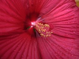 red hibiscus close-up