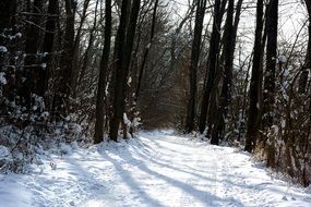 snowy road in the winter sunny forest