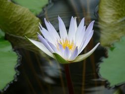 Water Lily, blue Blossom on dark water