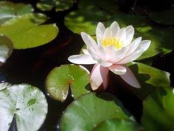 white water lilies in the morning sun