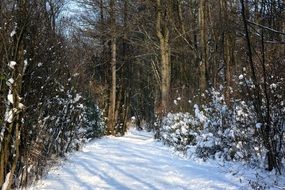 snowy road in a frosty sunny day
