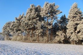 frosty snowy forest on a sunny day