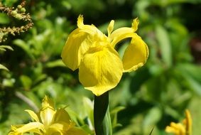 Spring Yellow Iris
