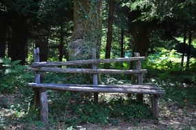 weathered wooden Bench beneath tree in Park