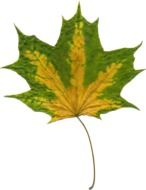absolutely gorgeous Sheet Autumn Leaves
