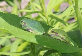 Japanese tree frog on a green leaf