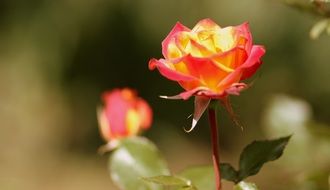 red-yellow rose flowers on a blurry background