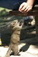 marvelous Squirrel Park