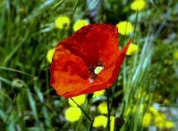 red poppy in a meadow with yellow flowers