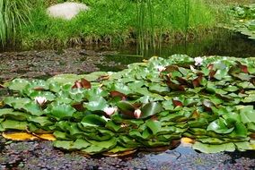 Water Lilies Pond Green